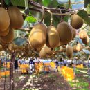 영농조합법인 그린제주 이미지