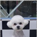 오키독키
