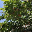 똘배농장 이미지