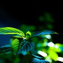 착한바보 이미지