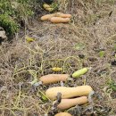 있을수 있더라구요 이미지