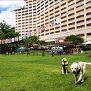 소노펫 스쿨 이미지