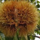 국립산림과학원 산림유전자원부 이미지