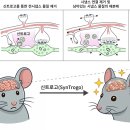 태양의바디스토리 이미지