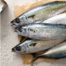 고등어 이미지