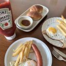 금성애견 이미지