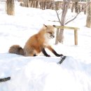 N.VILLAGE 2 | 일본여행 일본도호쿠 센다이근교 <미야기 자오 여우마을> Miyagi Zao Fox Village