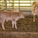 월호축산 이미지