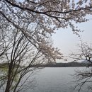 가야산카인테리어 | 예산벚꽃명소/가야산카페추천 >가야산애<