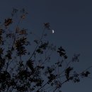 달이 떴다고 전화를 주시다니요 이미지