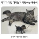 귀여운호랑이