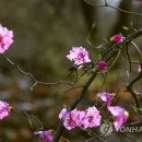 연분홍 이미지