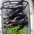 정성야채 이미지