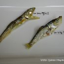 유명한 국수집의 맛의비결!! 솔치로 육수를 내어 만든 신김치 냉국수~^^ 이미지
