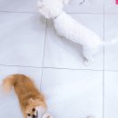 러블리펫텔 네이버블로그