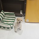 멜팅그루밍 이미지