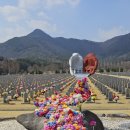 [국립대전현충원] 매화꽃 구경 핫플 방문 후기(주차정보)