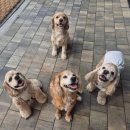 멍이네 이야기 이미지