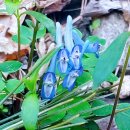 종합사회복지관 대산분관 | #충남서산시#대산읍#종합사회복지관대산분관#주차장벚꽃#망일산#망일산벚꽂길#망일산벚꽃터널#망일산...