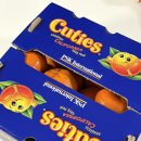 큐티편의점 | 미국 귤 큐티 만다린 감귤 후기(과장 없이 그동안 먹은 귤 중에 제일 맛있음!)