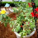 바구니농원 이미지