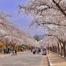 목련6단지 609동 앞 | 2025 경주 보문정 보문호수 관광단지 개나리 벚꽃 명소 황룡원 주차장