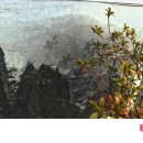 봄날오다 이미지