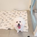 애견미용실 이미지