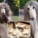 댕댕이 미용실 이미지