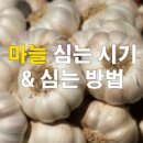 마늘심는시기 - 파종시기 맞춰 마늘심기 해요! 이미지