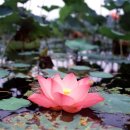 연꽃어린이공원 이미지