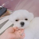 오늘도 아름답개 이미지