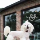 봉지 봉봉이 목줄 모델 했어요~ㅎㅎㅎ