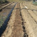 방아농장 이미지