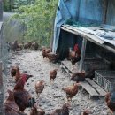 펜션곶감가든 이미지