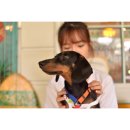 주식회사 이니그마 | 드디어 자유다 ! 똥꼬발랄 초코의 7월 이야기