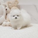 버디독 강아지분양 안심분양센터 서울 영등포점 이미지