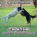 NR-1[경수대로]-상-690 | 수원 애견카페 착한 상주견과 실내 야외 모두 쾌적해요