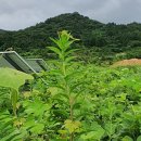 플러스1 태양광발전소 이미지