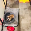 애견호텔 개인 이미지