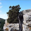 봄마중(2월에는) 이미지