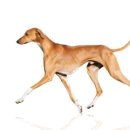 야옹아멍멍해봐(두정점) 이미지