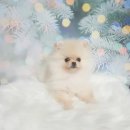 빛고을애견샵 이미지