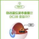 닥터 노하우