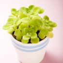 매울 향 이미지