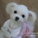 봄내동물병원 이미지