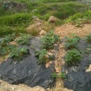 태균농장 이미지