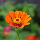 무소의 뿔처럼 혼자서 가라 이미지