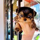 광주강아지분양 고양이분양 24시 데려가개본점 이미지