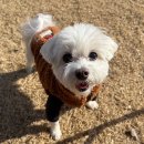 삼육사로 | [동두천 애견운동장] 1,800평 규모 천연잔디 넓은 운동장 오도독 방문 솔직 후기🐶